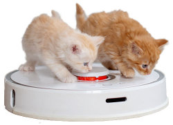 Gatitos Roomba Lovers