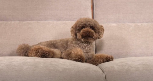 Caniche descansando en el sofá petfriendly