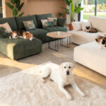 Interiorismo para hogares con mascotas Interiorismo para hogares con mascotas