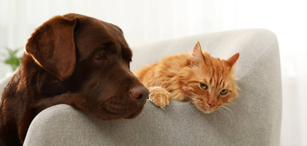 Perro y gato en el sofá Interiorismo para casas con mascotas