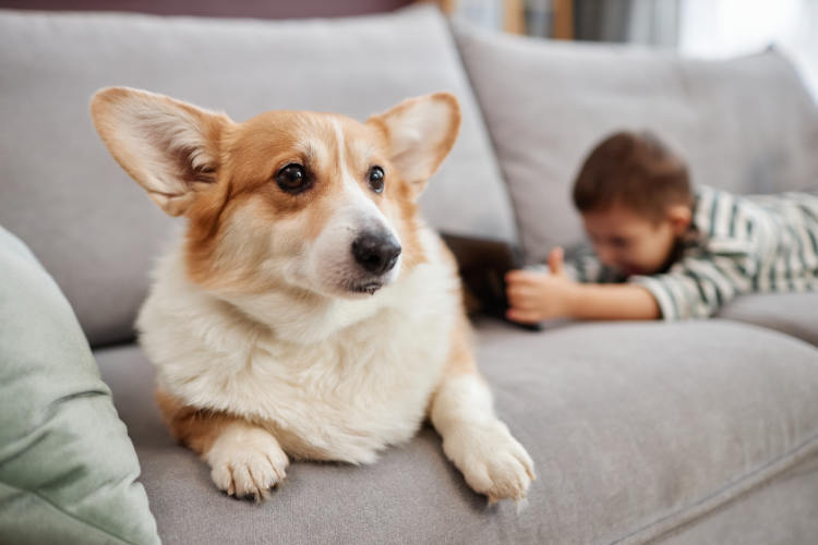 Mascota compartiendo el sofá con un niño