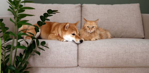perro y gato tumbados en sofa Perro y gato sobre tapiceria pet friendly